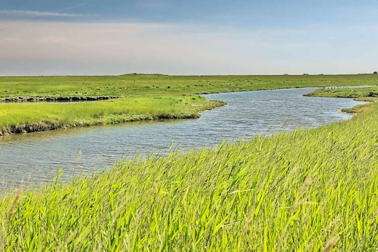 Hallig meadow with pril