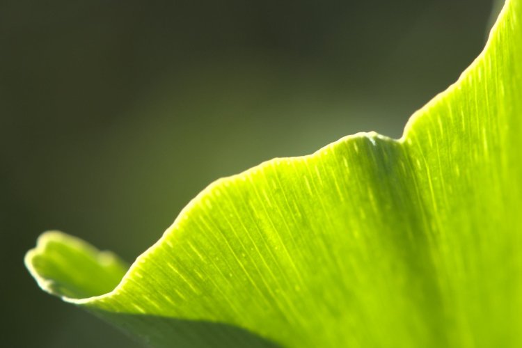 Franzen leaf of a Gingko